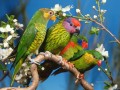 coloridos loros familia aves